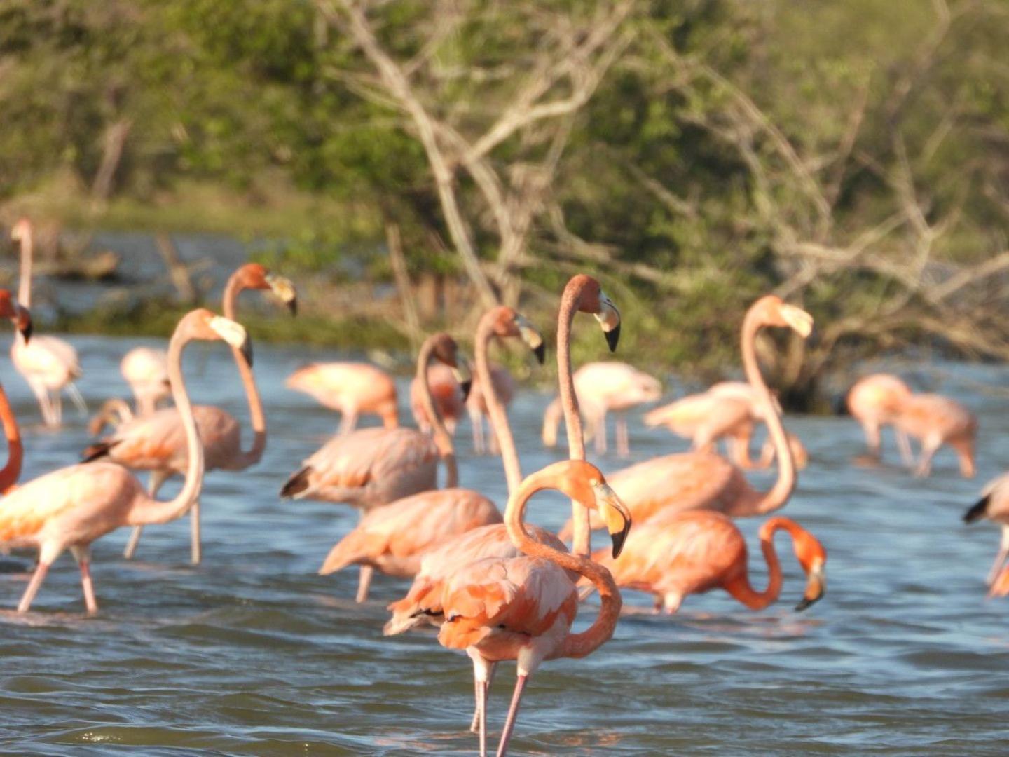 Hotel Flamencamarones المظهر الخارجي الصورة